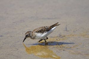 bloggiftssandpiper800px-Least_Sandpiper_Jalama_Beach